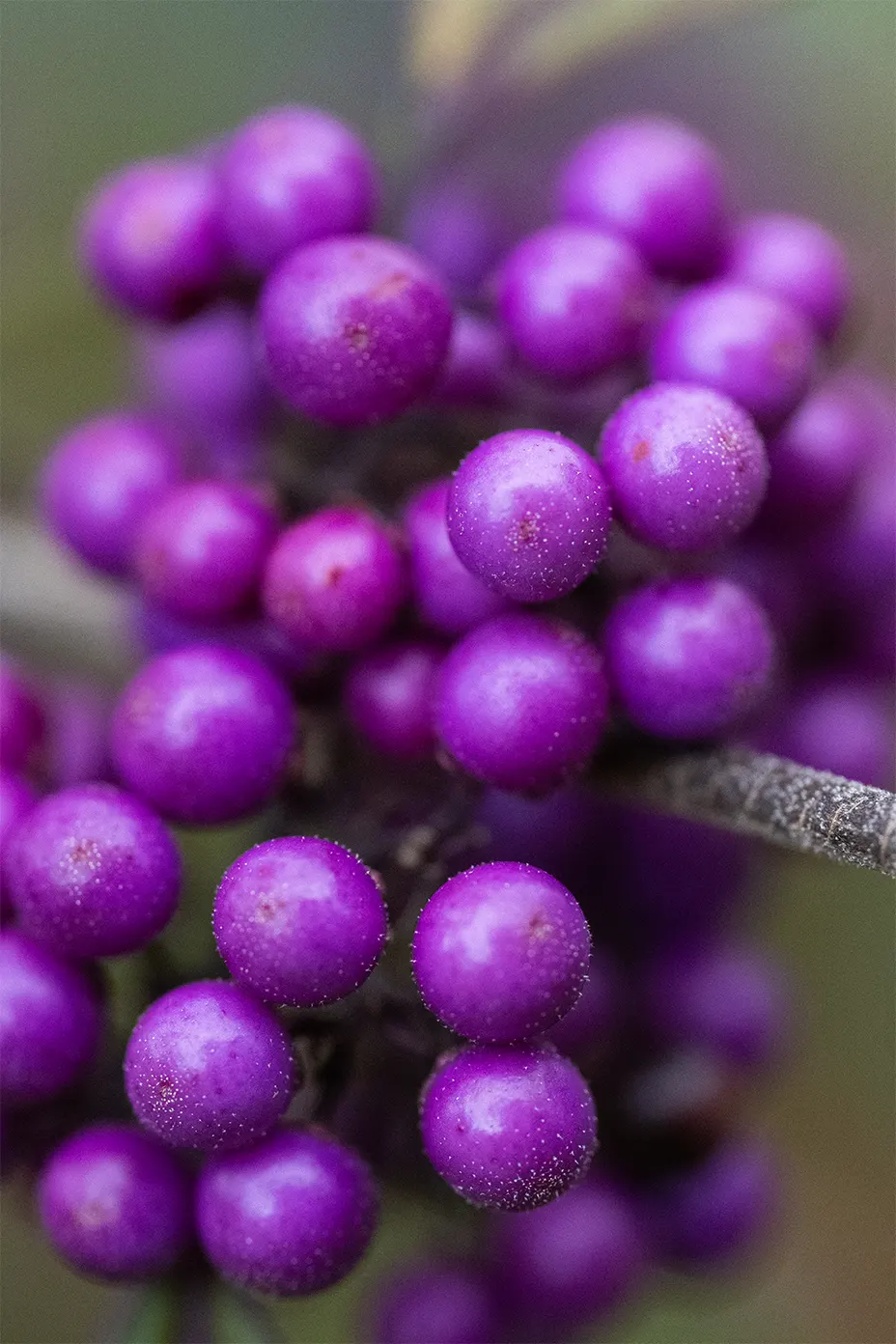 Baies violettes, photographe culinaire de Rouen