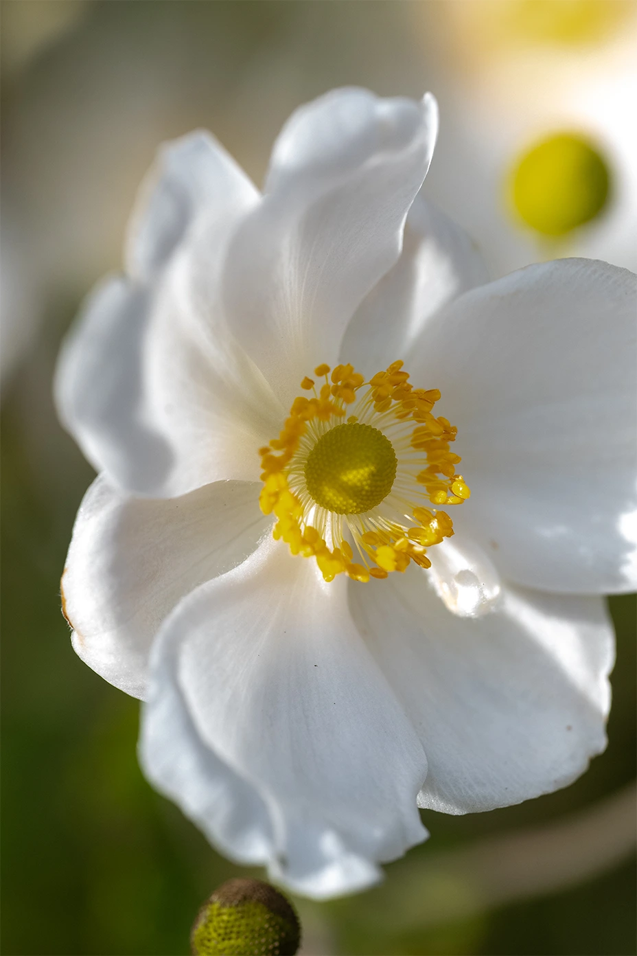 Fleur blanche, photographe culinaire de Rouen