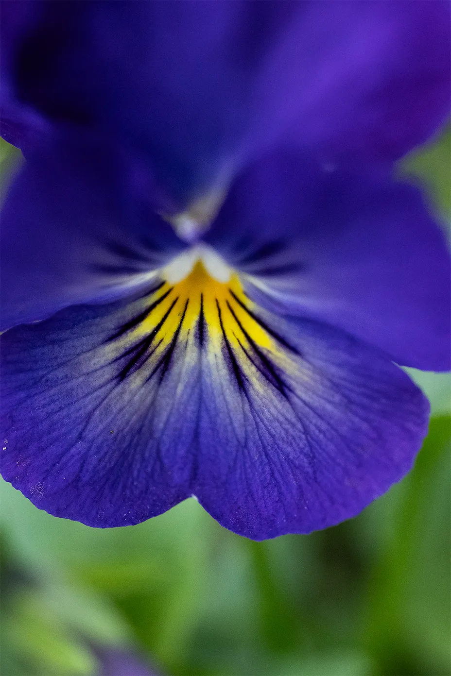 Fleur bleue, photographe culinaire de Rouen