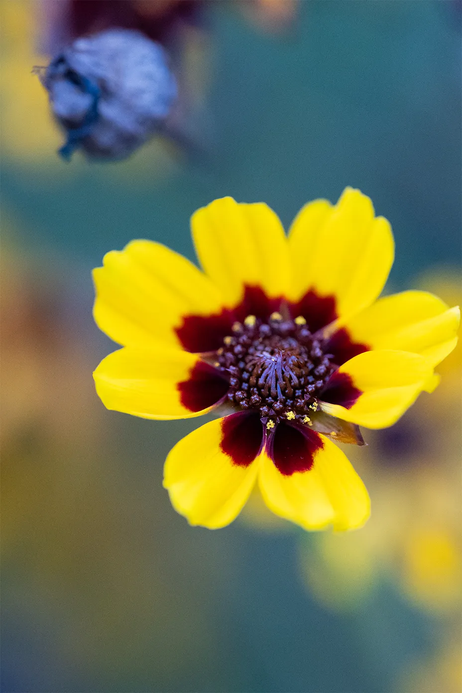 Fleur jaune, photographe culinaire de Rouen