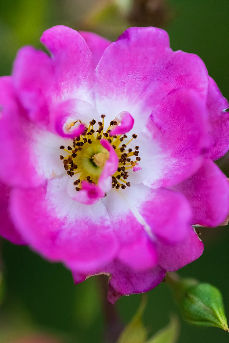 Fleur rose, photographe culinaire de Rouen