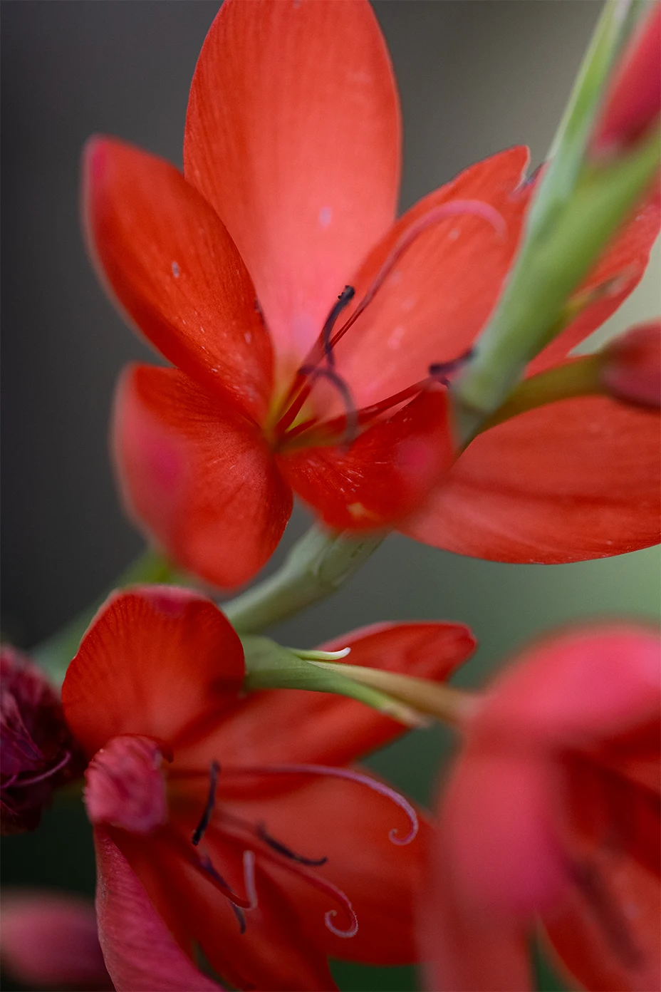 Fleur rouge, photographe culinaire de Rouen