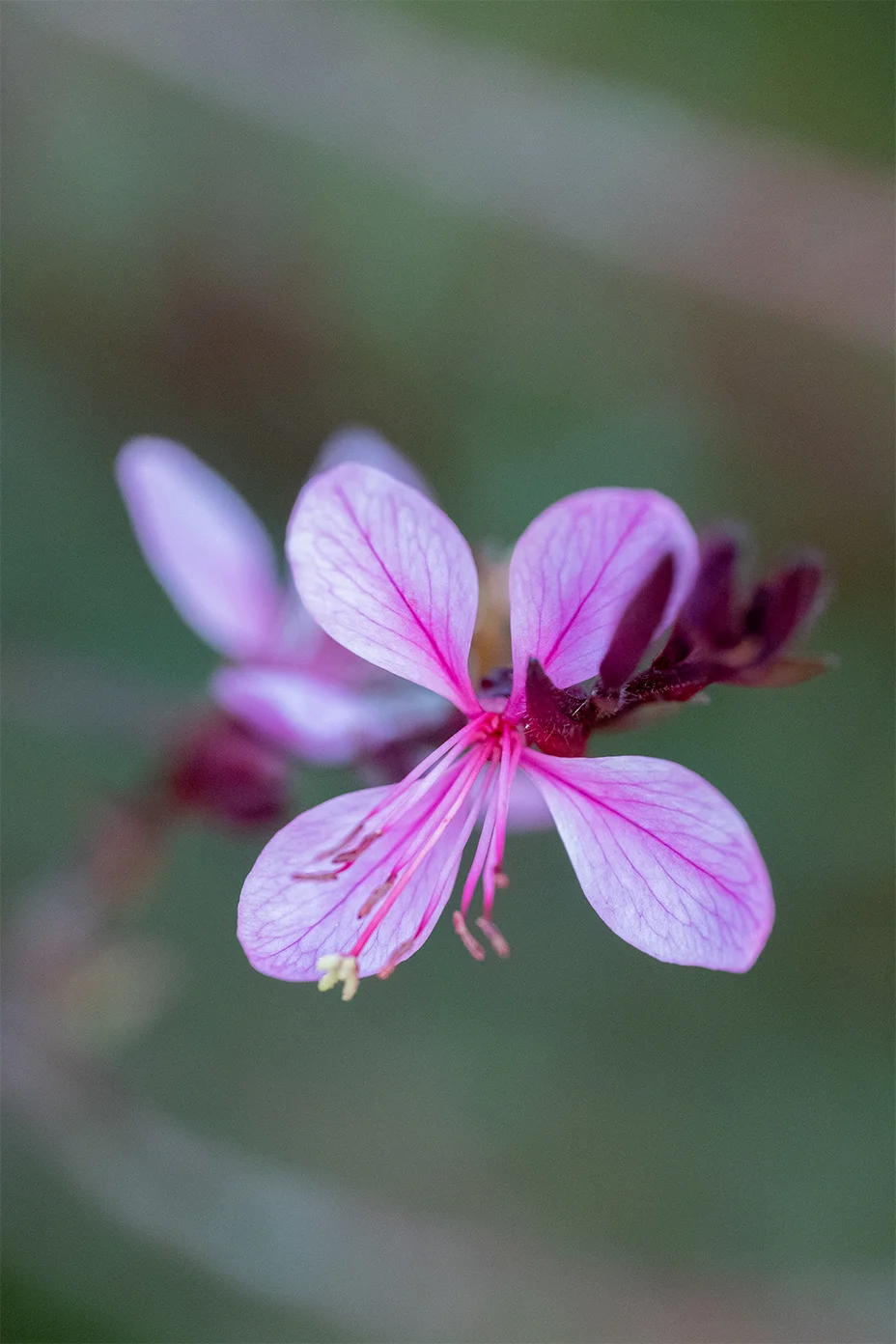 Fleur violette, photographe culinaire de Rouen